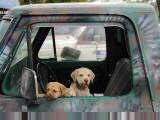 Puppies at road stop