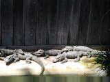 Chinese Alligators at Alligator farm