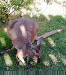 Kangaroo at Whim Creek