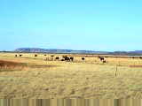 Open grasslands in the Pilbara