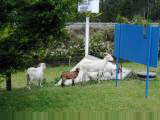 Kiah goats