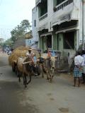 Oxen on street