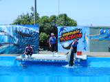 Marineland dolphins
