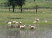 Waterlogged sheep