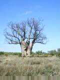 Triple trunk boab tree