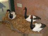 Magpie Geese at visitor center