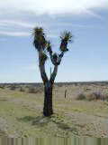 Tall cactus-like trees