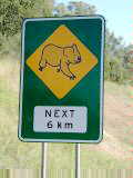 Koala crossing