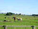 Pasture lands outside Kempsey