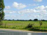Landscape with sugar cane