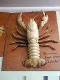 Ayr Nature Display: Tasman Sea lobster
