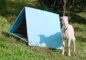 Goat with his shelter