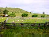 Sheep in pastures