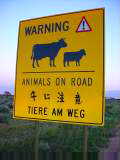 Animals on road in three languages