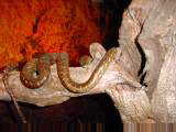 Snake in display