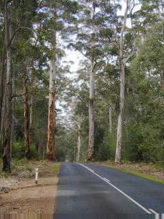 Road through the forest