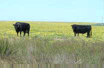 Cattle in field of yellow flowers