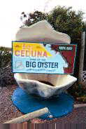 Ceduna oyster