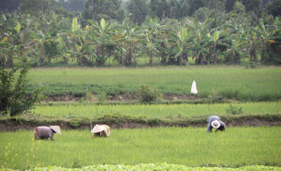 Rice paddy and one
of my pre-conceived images of Vietnam